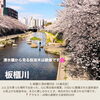 板櫃川　清水橋付近「北九州の桜、今年の見納めに…編集部が厳選した桜スポット5選🌸」