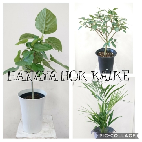 「【はなやHOK皆生店】観葉植物入荷しました！」