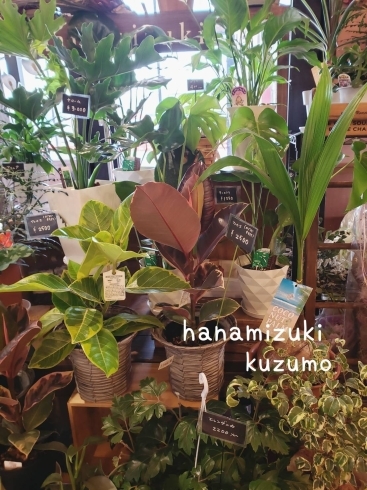 「観葉植物入荷しました」