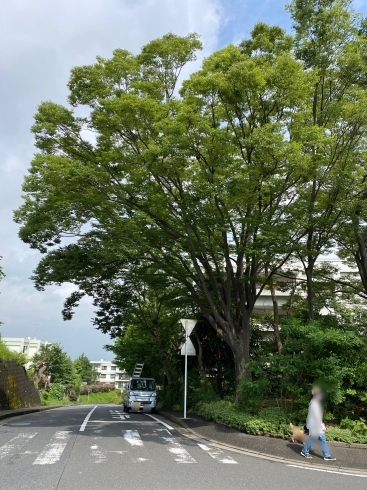 ケヤキ枝下ろし施工前「高木(ケヤキ)の剪定•枝下ろし！横浜市磯子区•金沢区、植木、造園のご相談は庭一」