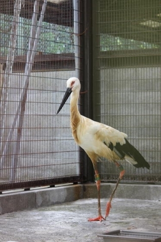 「ニホンコウノトリが多摩動物公園に搬出されました。」