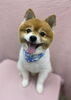 プータちゃん♡「今日のわんちゃん☆(西京区トリミングサロン・ペットホテル・訓練)」