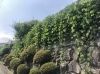 before「川西市で空き家のお手入れをしました！」