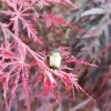 「定休日♪玉虫色の虫を発見！(☆∀☆)」