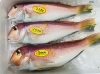 「魚魚市場鮮魚コーナーおすすめは「アマダイ・アジ」です♪」