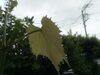 梅雨 梅雨 梅雨。「夏の予約いただいています! ~夏の学習『むぎわら教室』~」