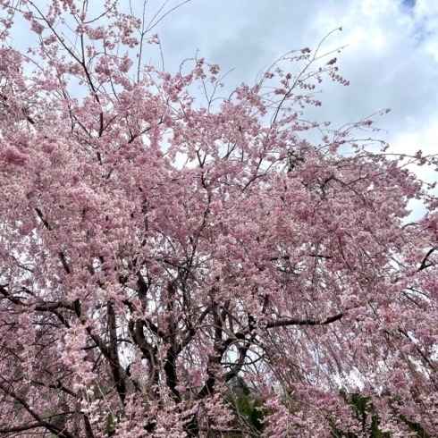 「道の駅木曽福島『一本桜』が見頃です！」