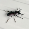 小さいけどしっかりクワガタでした「小さなクワガタを見つけました！」