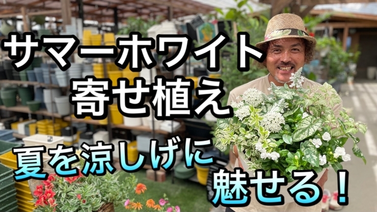 涼しげなサマーホワイトな寄せ植え 暑い夏は白でおしゃれな寄せ植え 元気で活きのいい植物 マルシェ オニヅカのニュース まいぷれ 朝倉 うきは 筑前 東峰