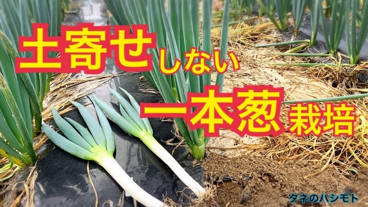 「【家庭菜園にお勧め】１本ネギの植え方　タネのハシモト」