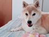 母ちゃんの布団はパラダイス❤な、元気店長。「「ワクチン、１回目の接種してきました」」