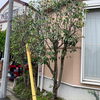 レッドロビン剪定後「剪定でお庭をきれいに！横浜市磯子区、金沢区、植木、造園のご相談は庭一。」