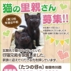 猫の里親さん募集