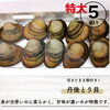 「【舞鶴】丹後とり貝（特大）」