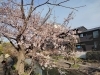 「【編集部ニュース】桜が開花してきましたね！ @伏見」