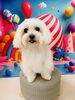 マルチーズのモコちゃん💗「✨✂︎トリミングにご来店されたわんちゃん紹介🐶🐾」