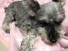 愛犬のミニチュアシュナウザー「もう、6月に…」