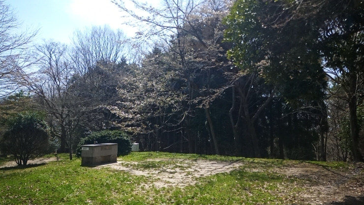 桜の木が後ろにあるサイト(201,202)「大佐山の桜情報」