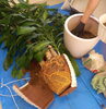 「施術院内の観葉植物の植え替えをやっていただきました🎵」