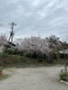 満開の桜が迎える静かな空間「夕方のおにぎりで整う、バラバラな食べる時間」