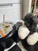 ぶーちゃんのお食事タイム😊朝夕しっかり食べます「🎂ぶーちゃん１８歳お誕生日🎂おめでとう🎉」