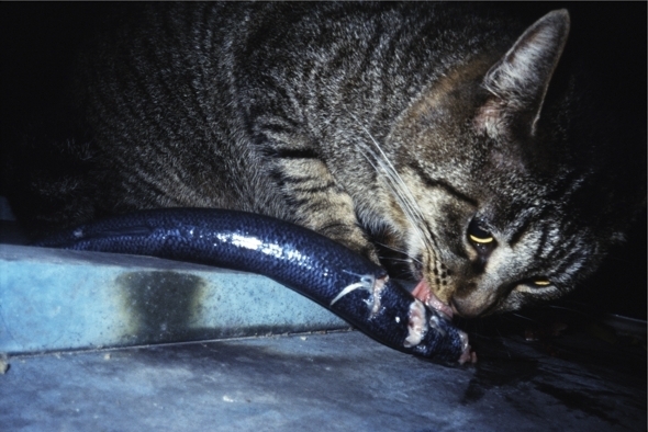 猫にサンマ 楽しくなさそうにはしていない猫 まいぷれ 船橋市 猫にサンマ 楽しくなさそうにはしていない猫 まいぷれ 船橋市