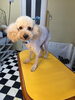 ヘーンシン‼️‼️ハンサムなプードル🐩に👑👑「モフモフちゃんのサマーカット✂️✂️」