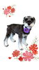 「Dog salon mofu mofu　余市町」
