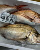 「本日鮮魚入荷してまーす」