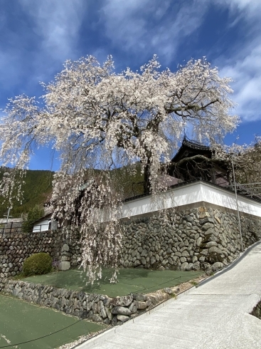 空からこぼれてくるように咲く大糸ざくら「2020 桜情報」