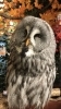 ウィンクするフクロウさん🦉「【挑戦、再び】宅建士試験に再チャレンジ！今年こそ合格を目指して」