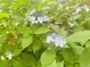 大宮区　氷川参道　あじさい