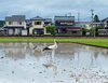コウノトリ（2020/5/21  AM8:30）「幸運を運ぶコウノトリが当社（の前の田んぼ）に飛来しました！」