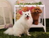 「Anniversary photo　」