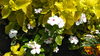 「太平店の花壇【マテック じゅんかんコンビニ24】」