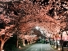 千葉トヨペット中央店の桜並木 千葉市稲毛区 お花見するならここ 千葉 船橋 市川 習志野の 桜 特集 21年 まいぷれ 千葉市