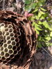 複数構造の壁「冬の蜂駆除」