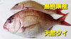 島根県産天然タイ「○本日のお刺身○【境港産ハマチ】【島根県産天然タイ】」