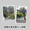 和歌山市松江庭木伐採作業「【和歌山市松江】庭木4本の伐採・抜根作業を行いました！」