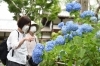 そろそろ見頃 頼光寺の紫陽花 かわいいなさんの空中散歩 まいぷれ 川西 三田 猪名川 そろそろ見頃 頼光寺の紫陽花 かわいいなさんの空中散歩 まいぷれ 川西 三田 猪名川