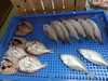 「📣本日のお魚情報🐟」