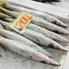 「魚魚市場鮮魚コーナーおすすめは「水イカ・ビンチョウマグロ」です♪」