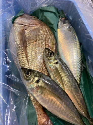 九州直送便新鮮な魚を仕入れしてます‼️「小樽、ドカ雪‼️」