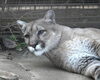 ピューマ「ジャガー・ピューマの放飼変更について」