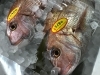 「魚魚市場鮮魚コーナーおすすめは」ミノカサゴ」です♪」