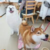 スキーちゃんとたろきちちゃん「今日のお友達」