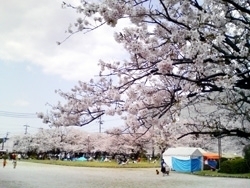 出雲周辺で桜の綺麗なお花見スポット！　TOP3★
