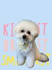 「Dog salon mofu mofu　余市町」