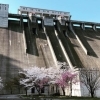 【菅生】千屋ダム | 新見市の桜特集| まいぷれ[新見市]