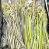 「信州産『根曲がりだけ』が入荷しました！」